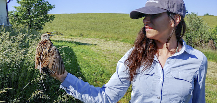 Amy Scarpignato holds an Eastern Meadowlark with a transmitter in Front Royal, Virginia. 