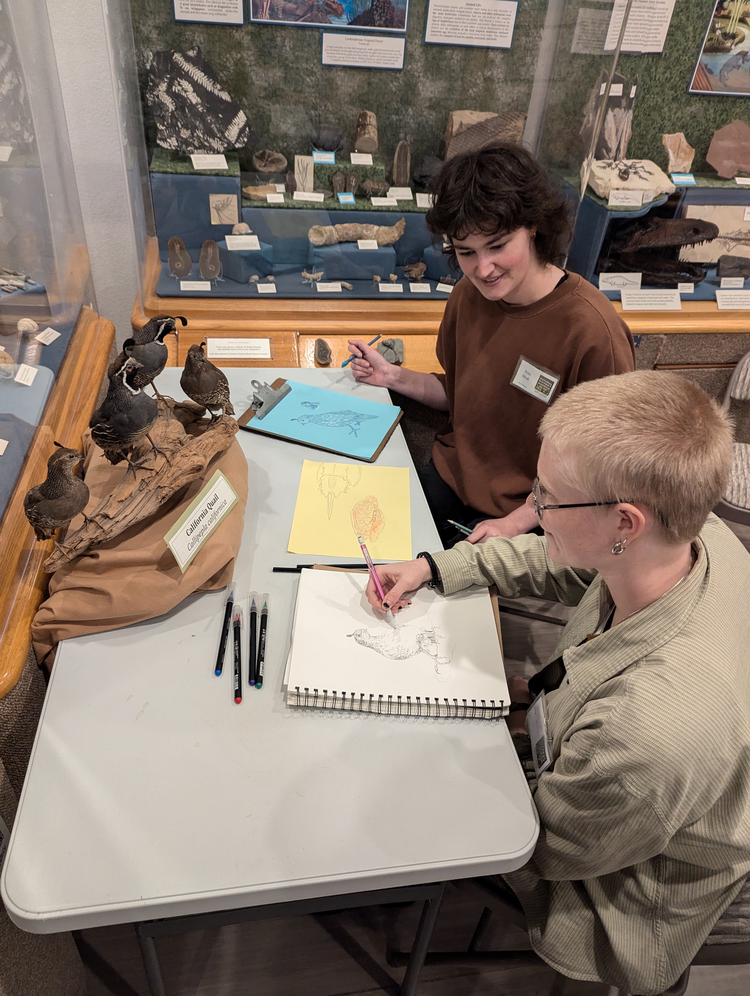 Two students studying and drawing taxidermied quails.