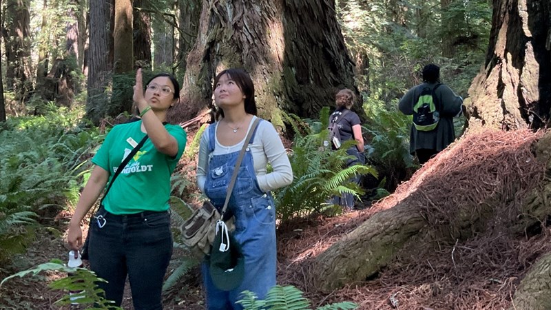 Two students in the forest looking up at Redwood trees.