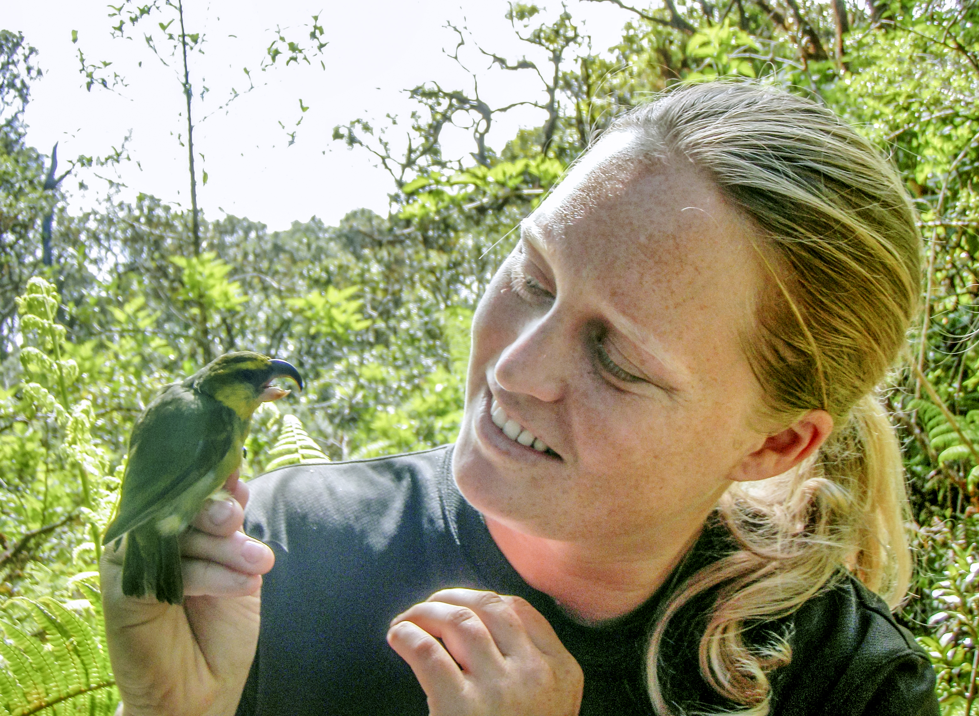 Hanna Mounce holds a kiwikiu, or Maui parrotbill, a bird on the brink of extinction. 