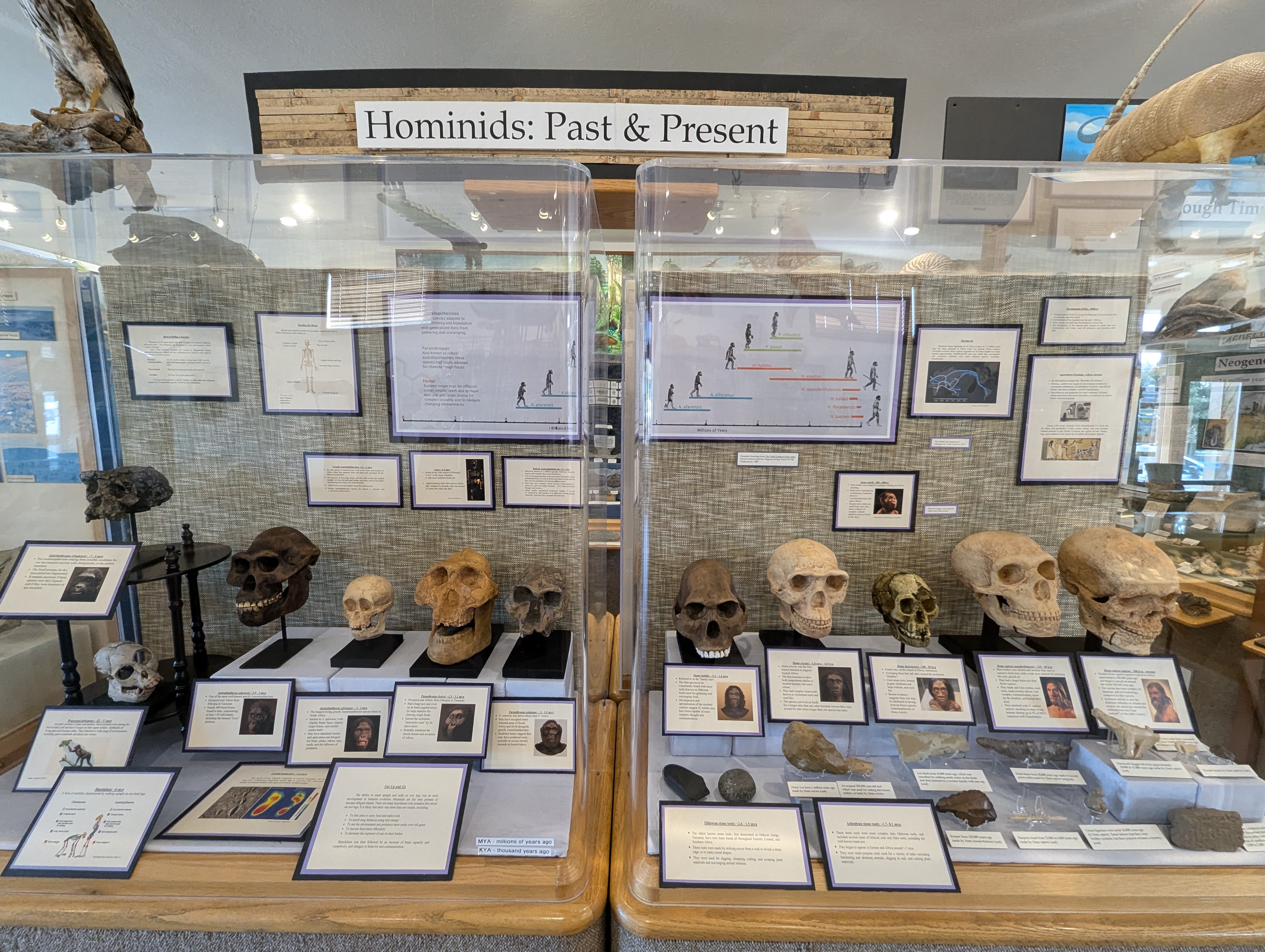 Hominid exhibit with interpretive signs and skulls.