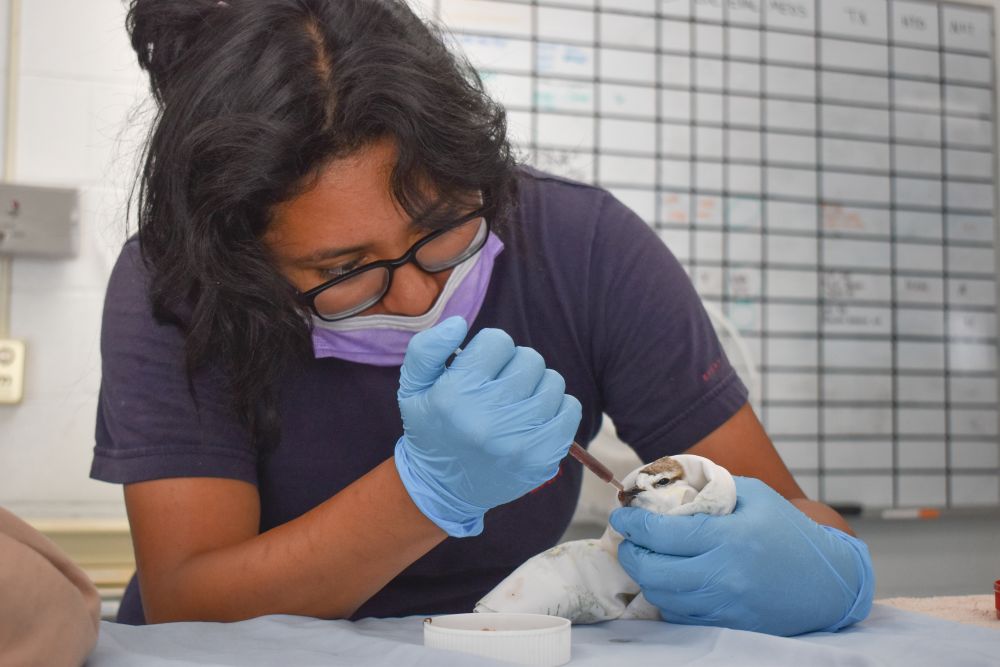 A photo of Jennifer Martines cleaning a common loon bird at the Internation Bird Rescue