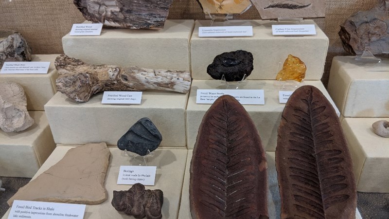 A display of fossils at the Humboldt Natural History Museum.