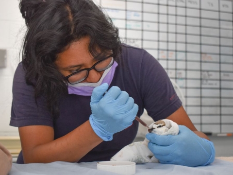A photo of Jennifer Martines cleaning a common loon bird at the Internation Bird Rescue