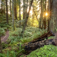 Photo of Redwood Trees